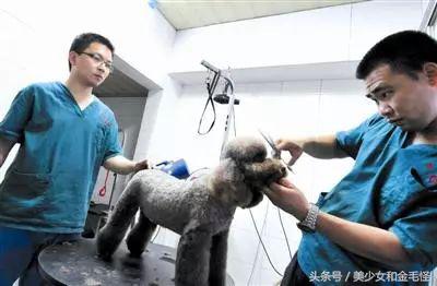 狗狗得莱姆病怎么治疗,人畜共患传染病怎样处理