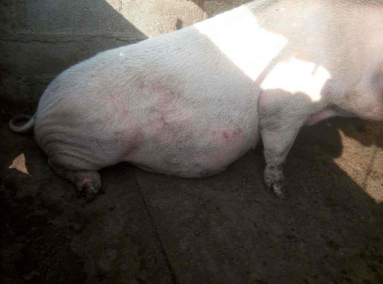 母猪体温低不吃食怎么办,母猪体温低不吃食治疗方法