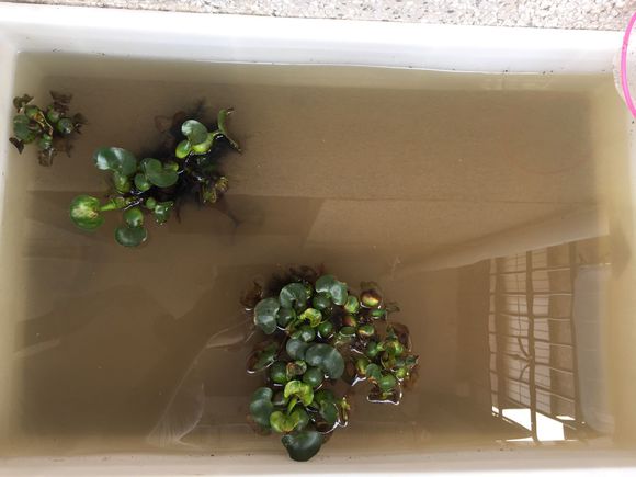 沼泽过滤和泥水养龟比较,泥水养龟怎样防水臭