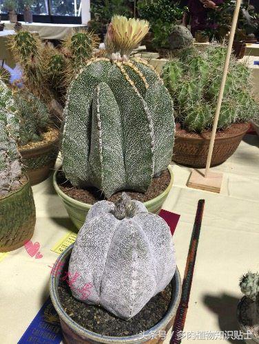 仙人掌常识视频,仙人掌的科普知识和养护小技巧