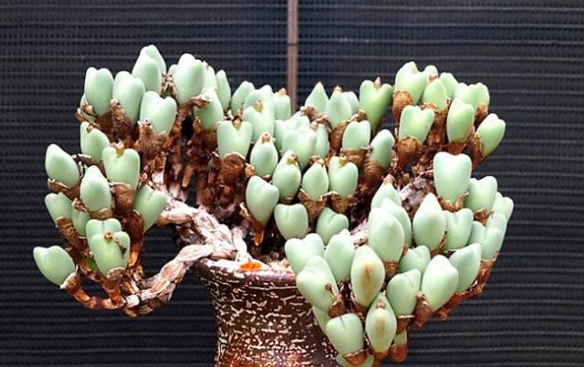 有钱买不到！这才是真正的多肉老桩