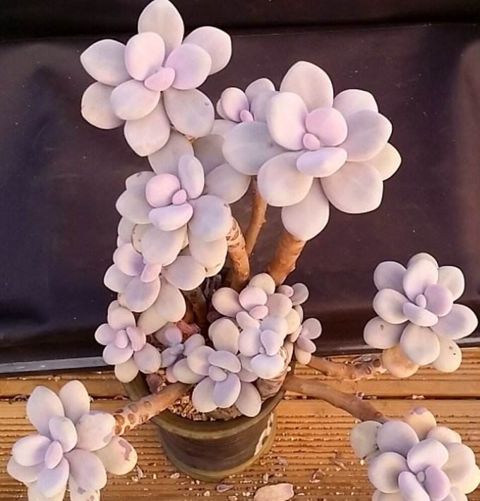 有钱买不到！这才是真正的多肉老桩