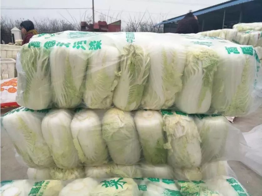 美菜在行动｜60万斤娃娃菜严重滞销，美菜奔赴焦作驰援！