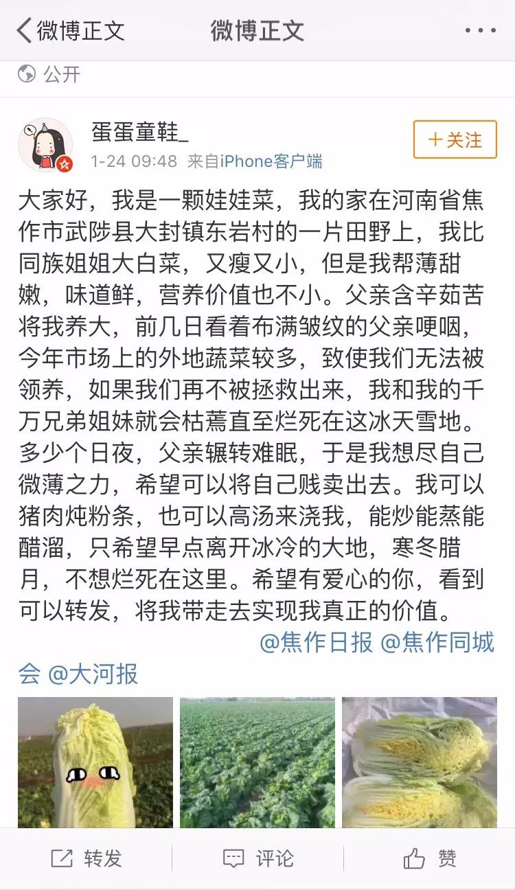 美菜在行动｜60万斤娃娃菜严重滞销，美菜奔赴焦作驰援！