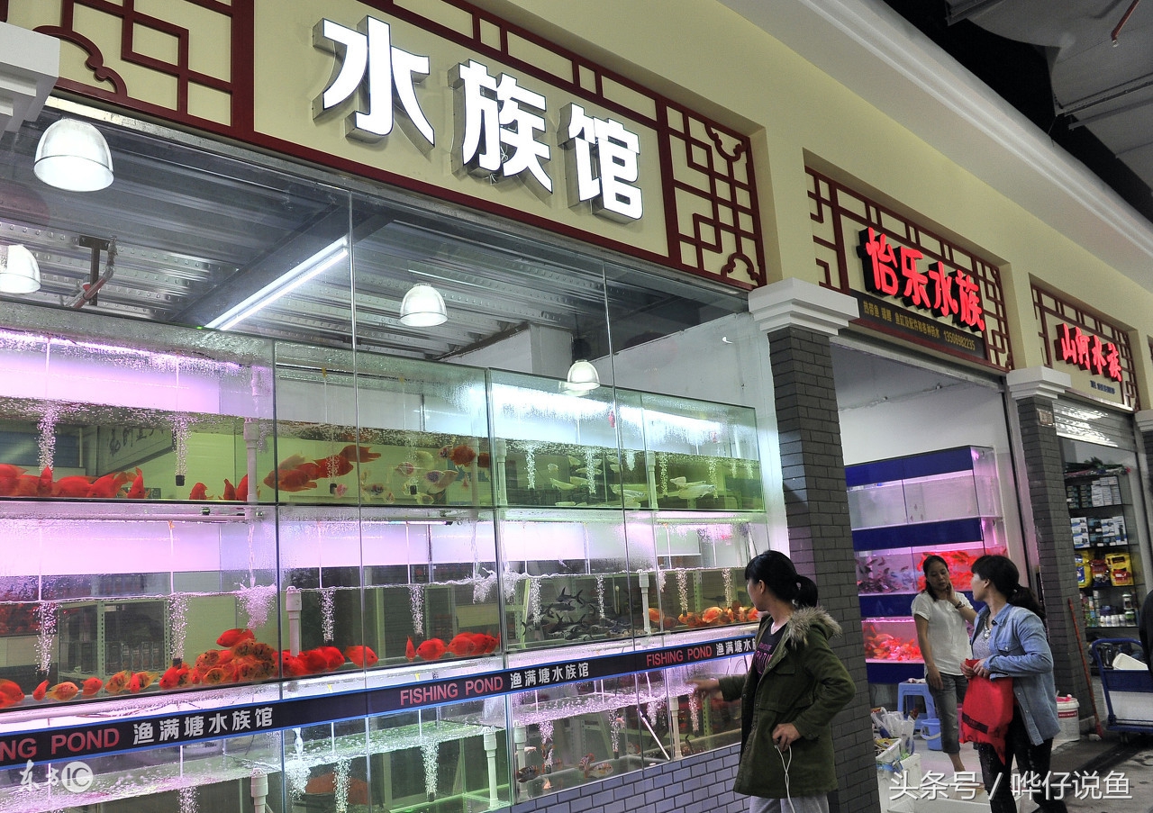 开一个小的水族店需要多少钱,开一家生态鱼缸店要多少钱