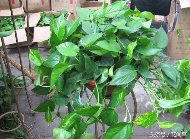 绿萝换盆用买的营养土叶片黄不长,绿萝土养用什么肥料才能更旺盛