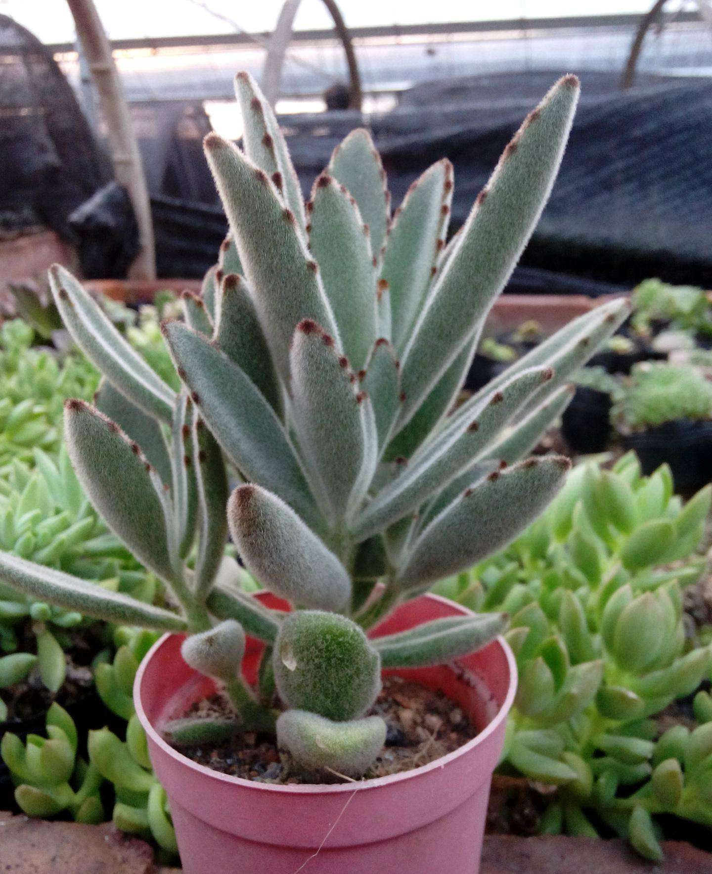 划划手机养养眼，让多肉美拍缓解你的疲劳，静下来明天再出发！