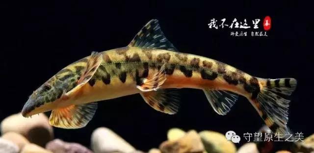 清洁鱼缸吸鳅和清道夫哪个好,如何养好吸鳅