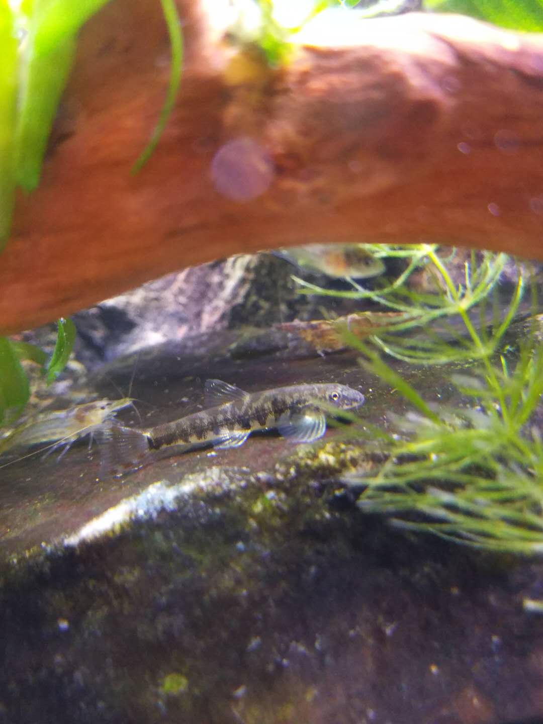 清洁鱼缸吸鳅和清道夫哪个好,如何养好吸鳅