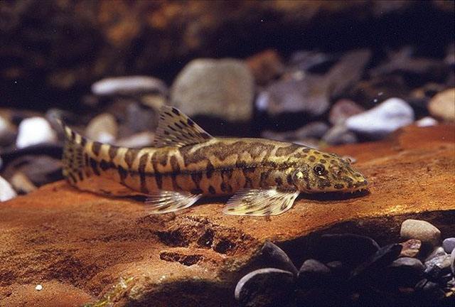 清洁鱼缸吸鳅和清道夫哪个好,如何养好吸鳅