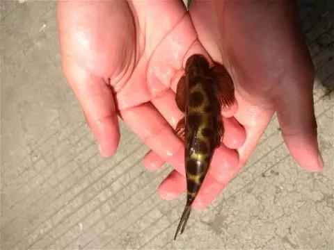 清洁鱼缸吸鳅和清道夫哪个好,如何养好吸鳅