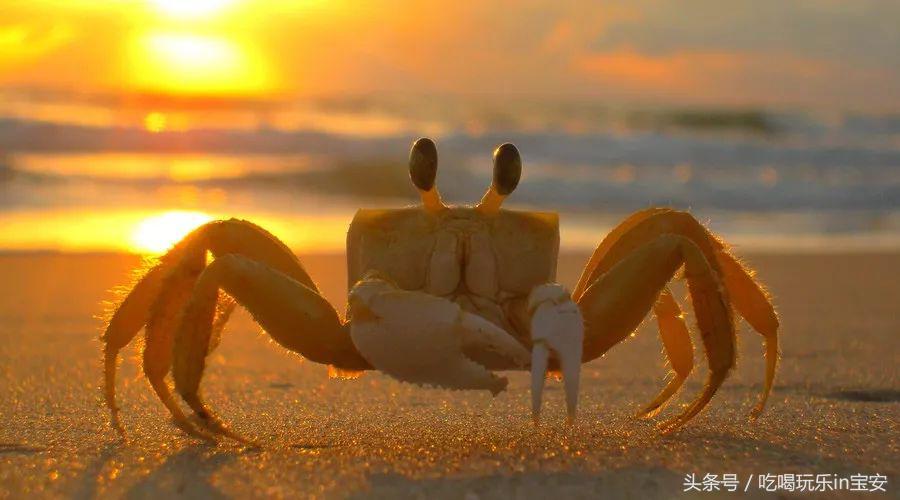 路林海鲜市场螃蟹,海头海鲜批发市场螃蟹