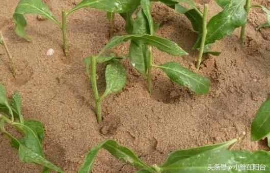 家里栽的枸杞能结果吗,家里栽枸杞树好不好啊