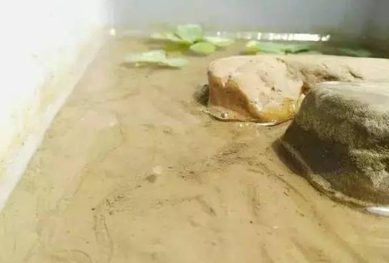 沼泽过滤和泥水养龟比较,泥水养龟怎样防水臭