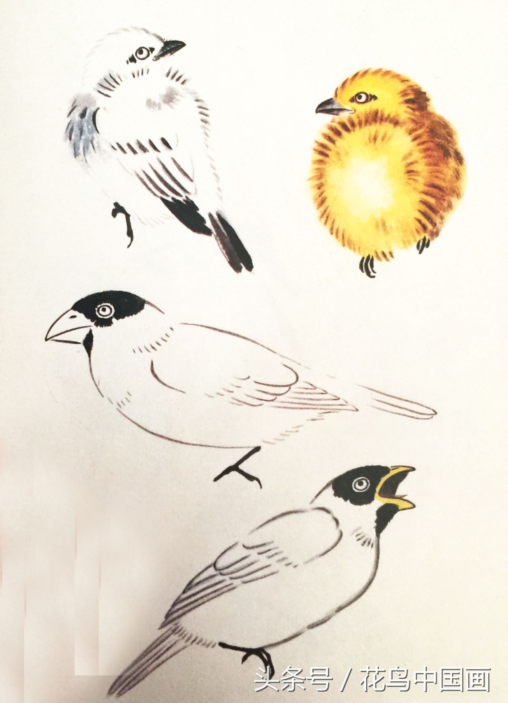 工笔国画白鸟的画法,写意花鸟羽毛技法