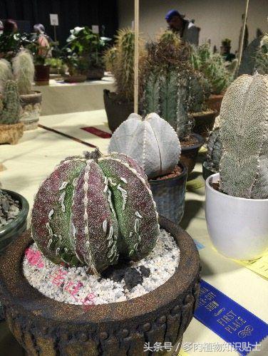 仙人掌常识视频,仙人掌的科普知识和养护小技巧