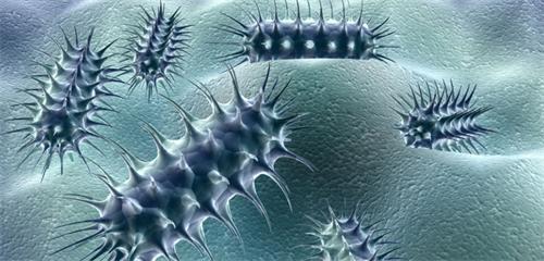 五个月金毛为什么不长高,5个月金毛瘦不瘦