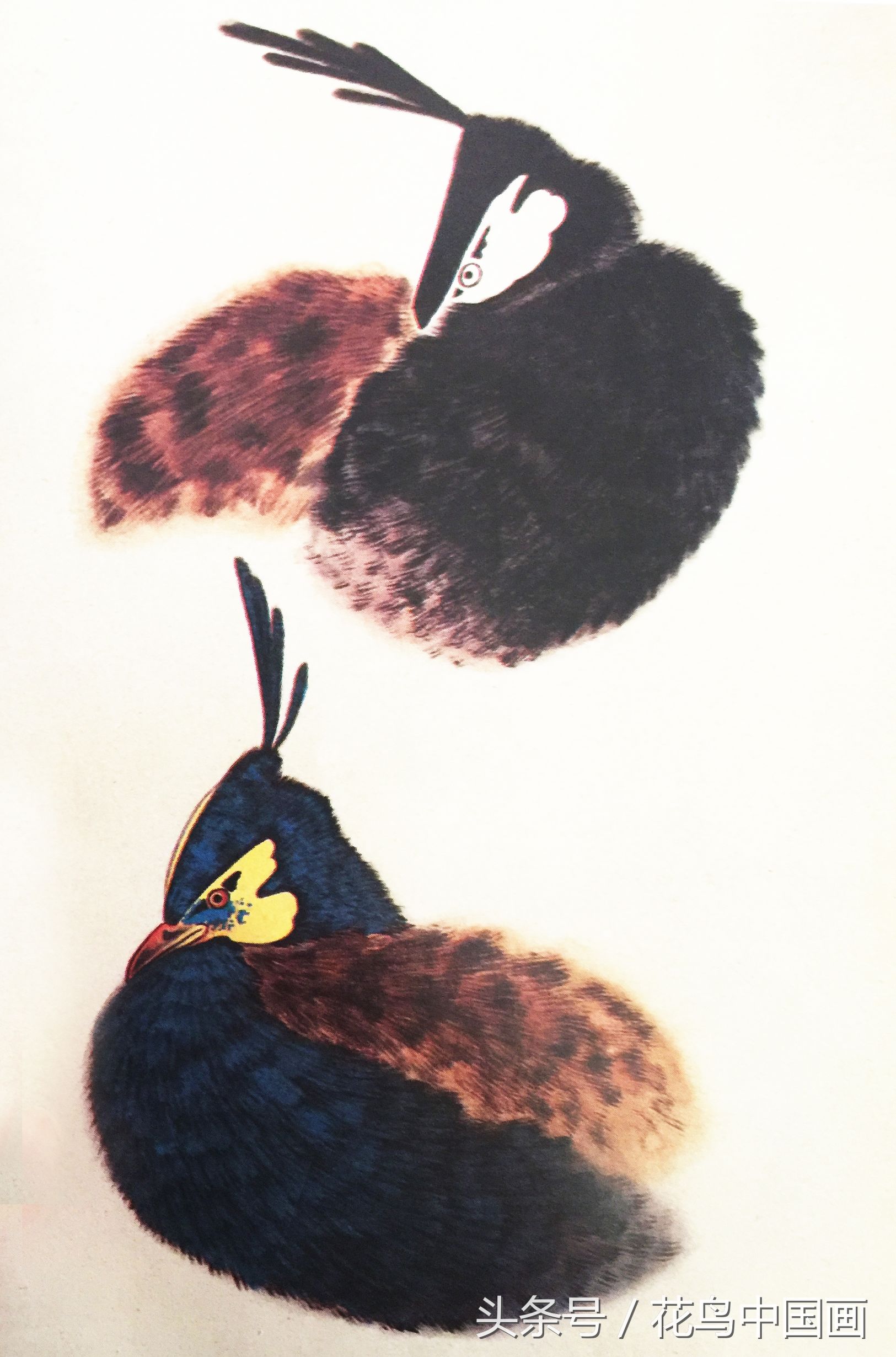 工笔国画白鸟的画法,写意花鸟羽毛技法