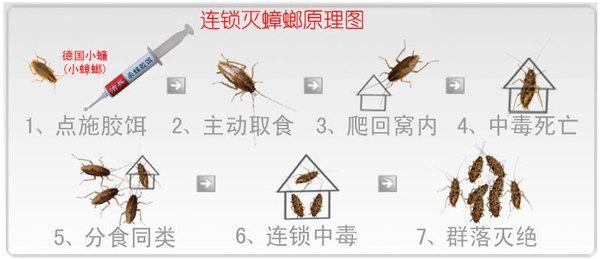 小亮的蟑螂消灭方法,硼砂消灭蟑螂最有效方法