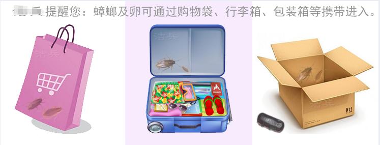 小亮的蟑螂消灭方法,硼砂消灭蟑螂最有效方法