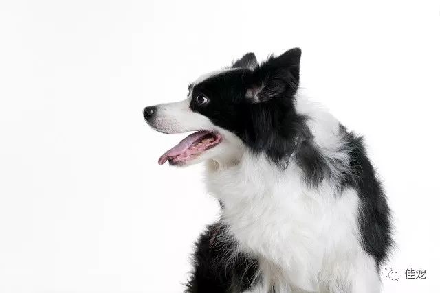 怎样挑选一只好的边牧犬,如何挑选边牧幼犬品相好