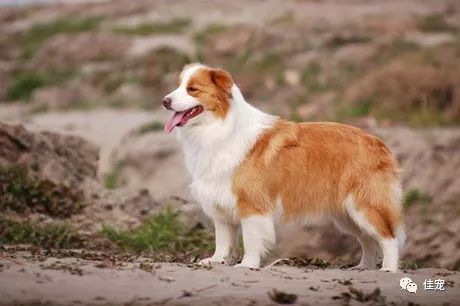 怎样挑选一只好的边牧犬,如何挑选边牧幼犬品相好