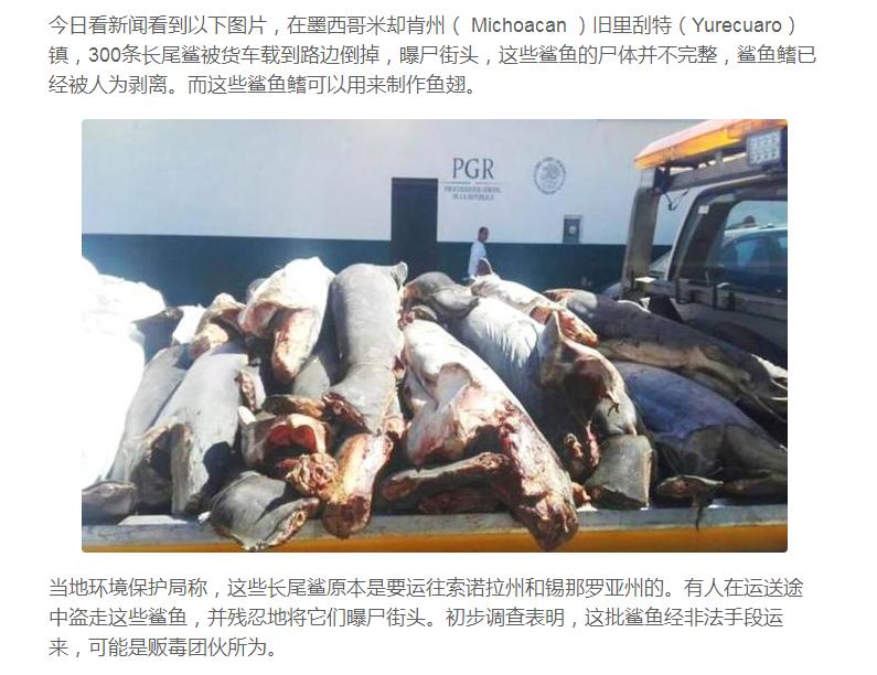 科普:有害无益的“美味”鱼翅,人类应控制自己欲望,为后人负责