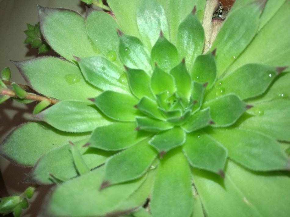 划划手机养养眼，让多肉美拍缓解你的疲劳，静下来明天再出发！