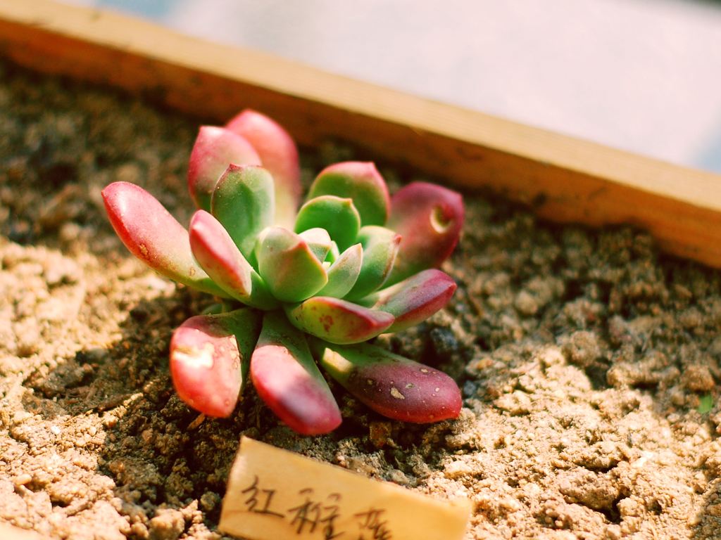 划划手机养养眼，让多肉美拍缓解你的疲劳，静下来明天再出发！