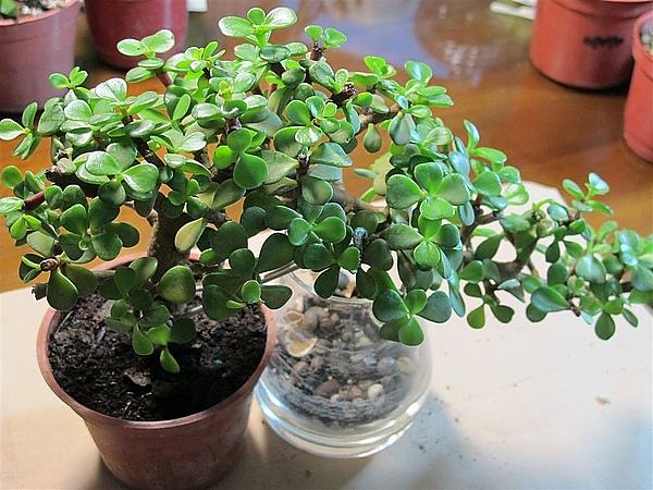 划划手机养养眼，让多肉美拍缓解你的疲劳，静下来明天再出发！