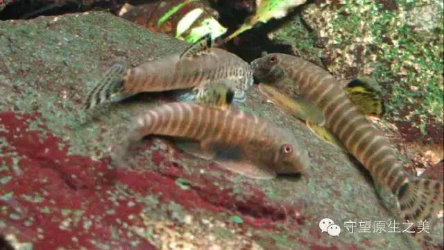 清洁鱼缸吸鳅和清道夫哪个好,如何养好吸鳅