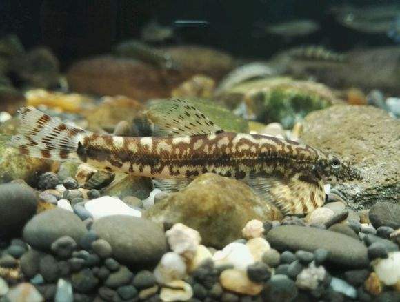 清洁鱼缸吸鳅和清道夫哪个好,如何养好吸鳅