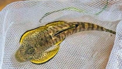 清洁鱼缸吸鳅和清道夫哪个好,如何养好吸鳅