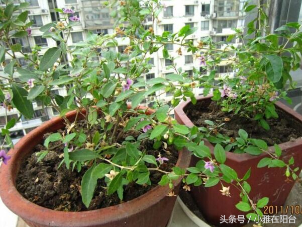 家里栽的枸杞能结果吗,家里栽枸杞树好不好啊