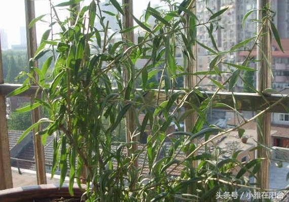 家里栽的枸杞能结果吗,家里栽枸杞树好不好啊