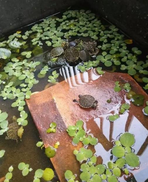 沼泽过滤和泥水养龟比较,泥水养龟怎样防水臭