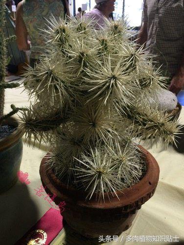 仙人掌常识视频,仙人掌的科普知识和养护小技巧