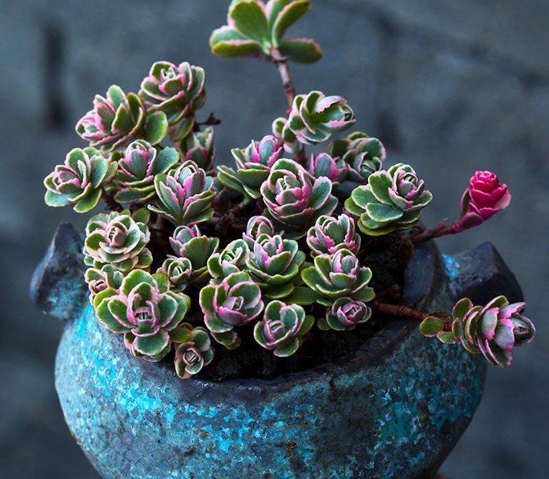 有钱买不到！这才是真正的多肉老桩