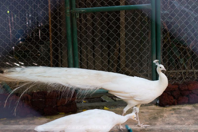 浪漫三亚视频,碧海蓝天椰风海韵浪漫三亚
