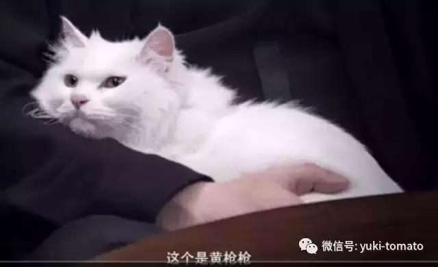 当我们探讨时我们在讨论什么,当我们谈论喝茶时我们在谈论什么