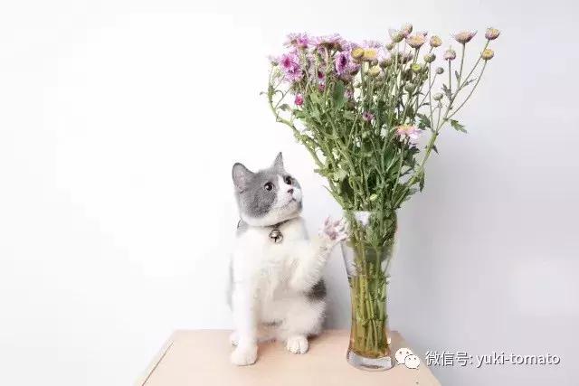 当我们探讨时我们在讨论什么,当我们谈论喝茶时我们在谈论什么