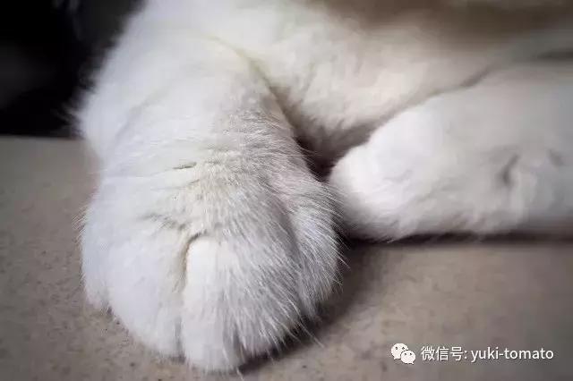 当我们探讨时我们在讨论什么,当我们谈论喝茶时我们在谈论什么