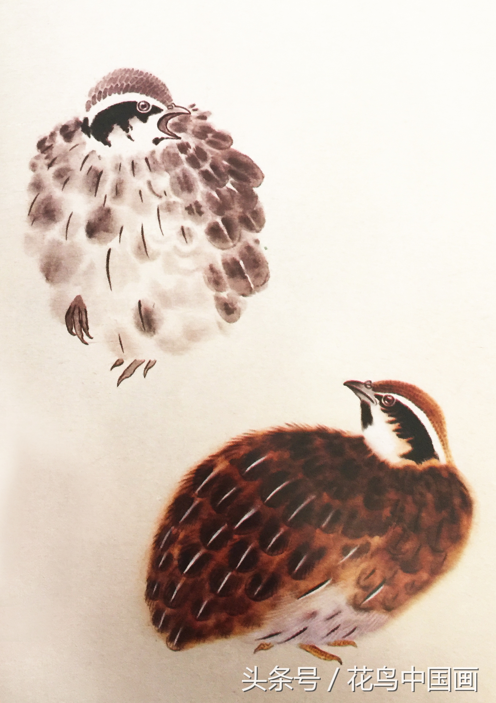 工笔国画白鸟的画法,写意花鸟羽毛技法