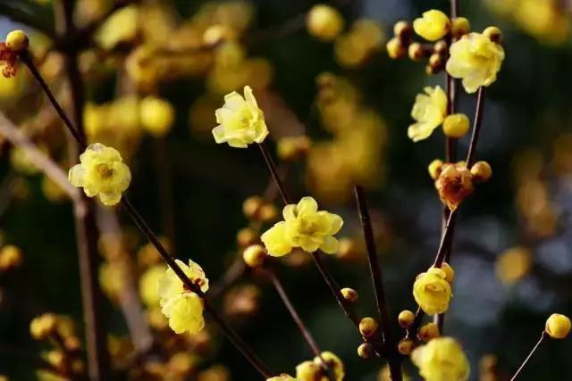 牛爆了原版视频,牛爆了