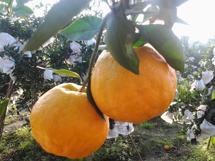鏄ヨ鍜屾槑鏃ヨ鍜屾矁鏌戝摢涓洿濂藉悆,鏌戞鍥涘ぇ缇庝汉