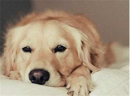 五个月金毛为什么不长高,5个月金毛瘦不瘦