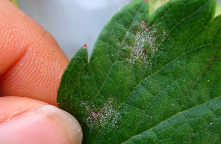 草莓病毒怎么根治,草莓病毒病出来的花蕾什么样子