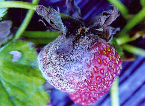 草莓病毒怎么根治,草莓病毒病出来的花蕾什么样子