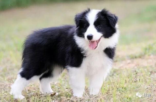 怎样挑选一只好的边牧犬,如何挑选边牧幼犬品相好