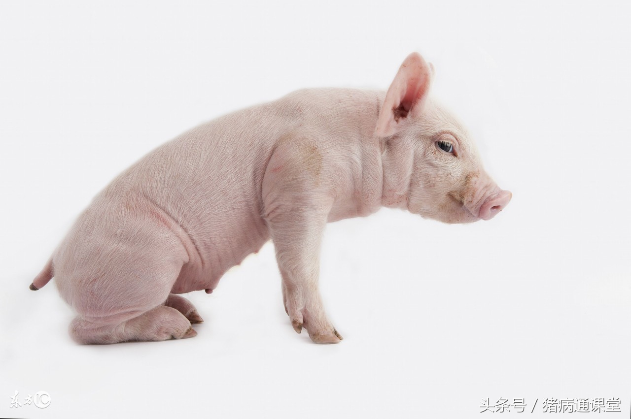 仔猪水肿病怎么治疗,猪肛肿用什么药